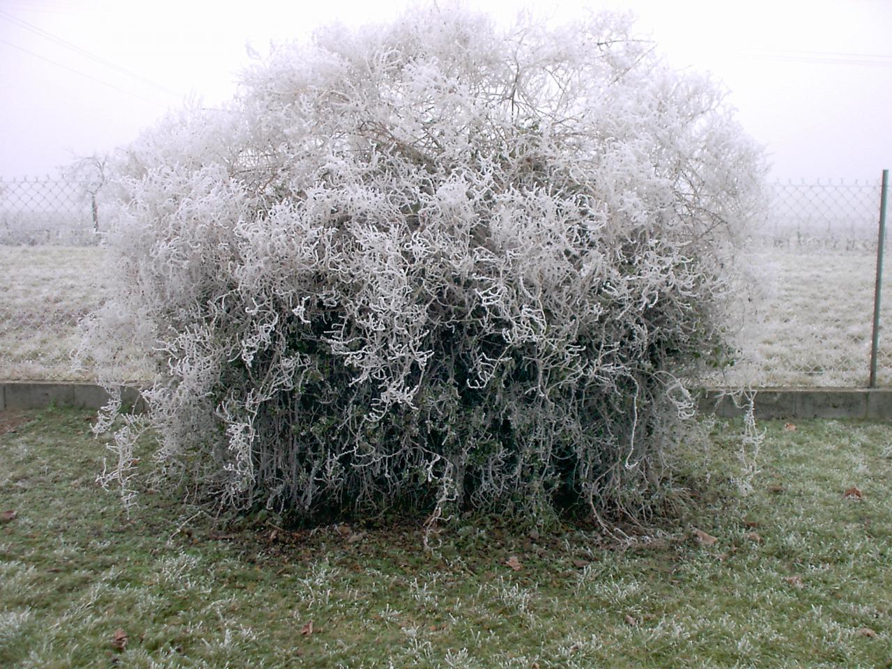 Arveyres, givre, hiver 2005