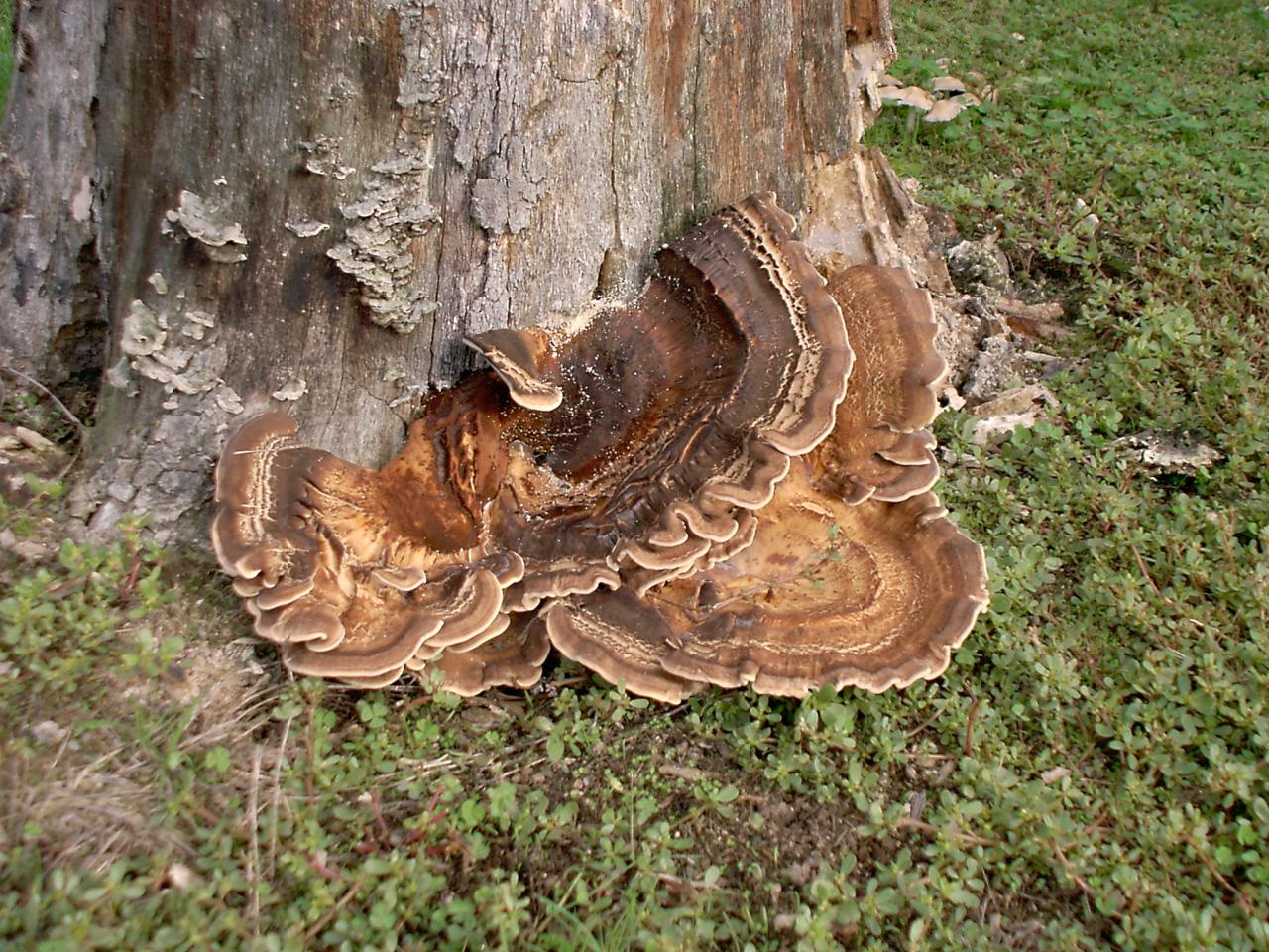 Arveyres, champignons de souche