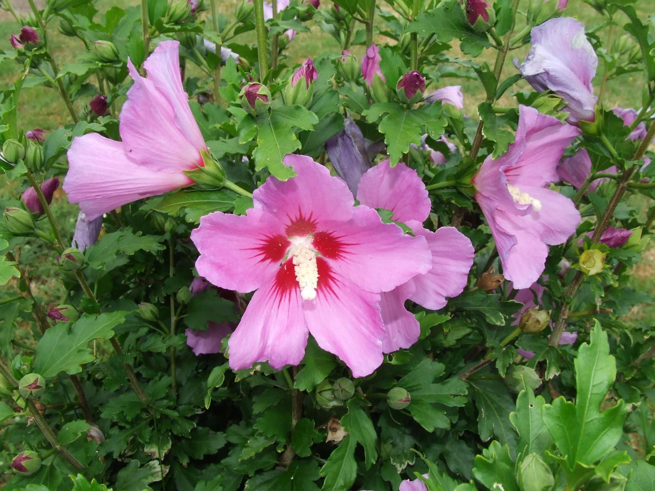 des fleurs d'althéa à Arveyres