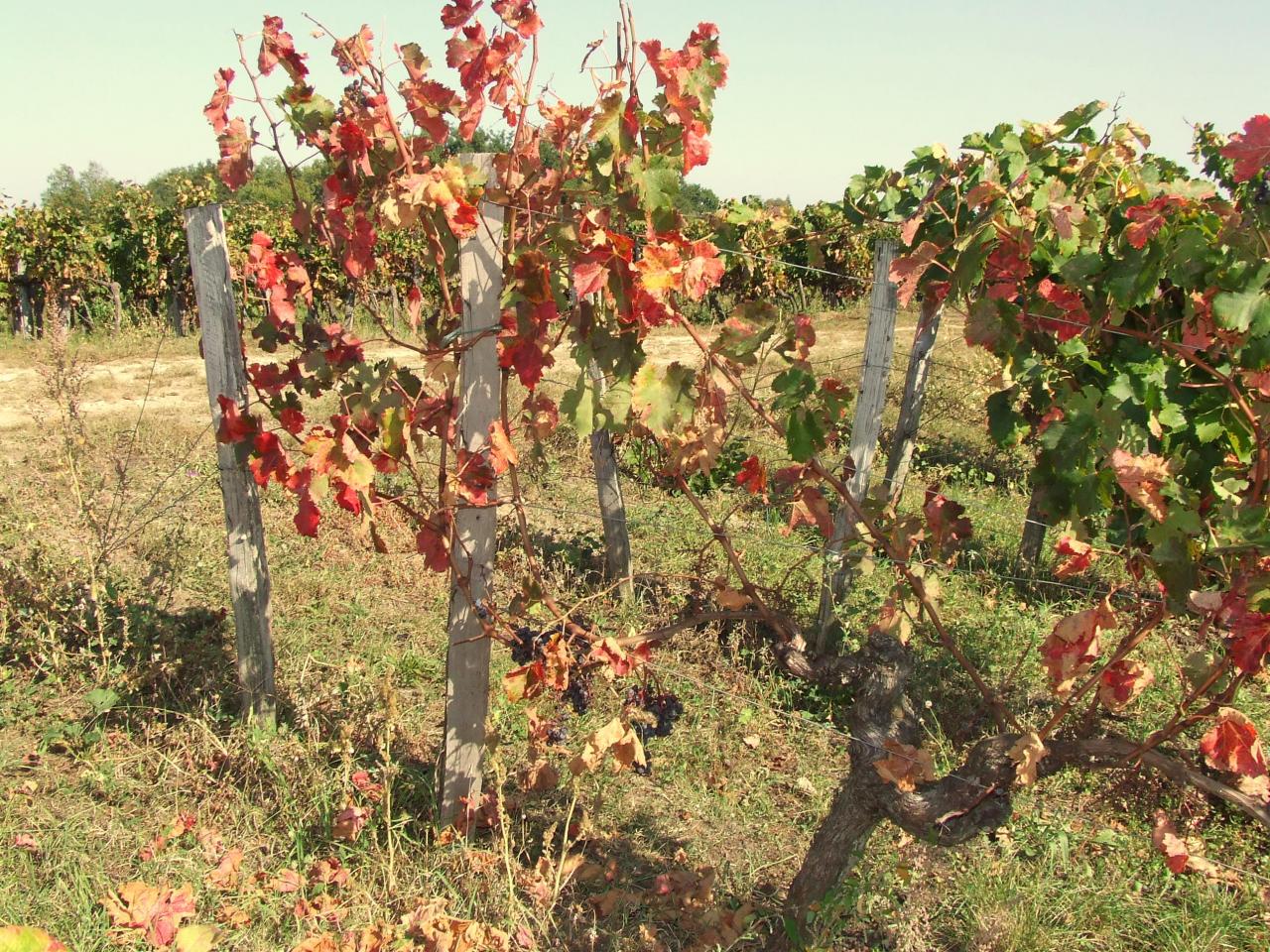 Saint-Aignan, une vigne après les vendanges