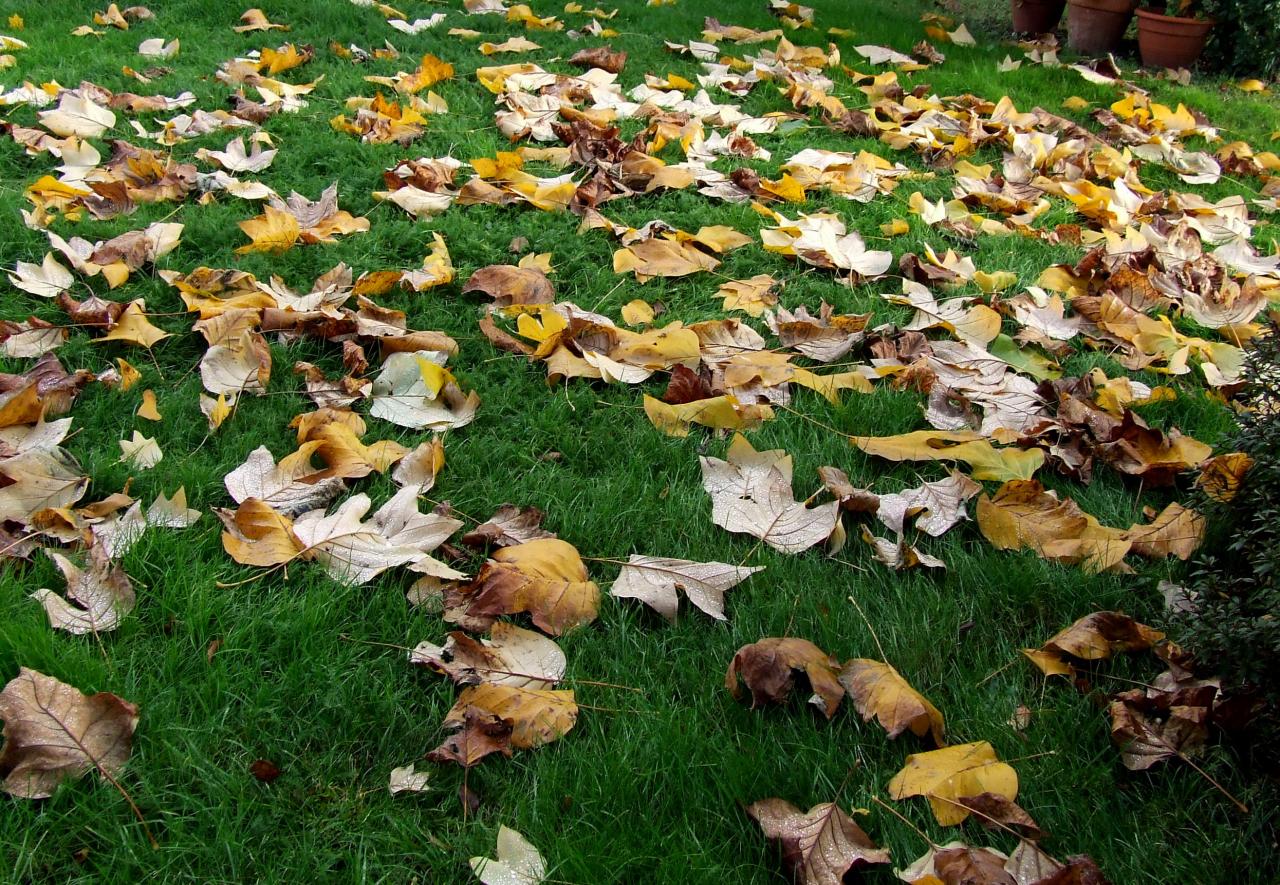 Saint-Genès-de-Fronsac, des feuilles mortes.....