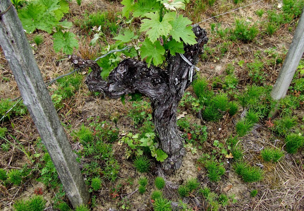 Lugon-et-l'Ile-du-Carney, un village de grands crus, un pied de vigne