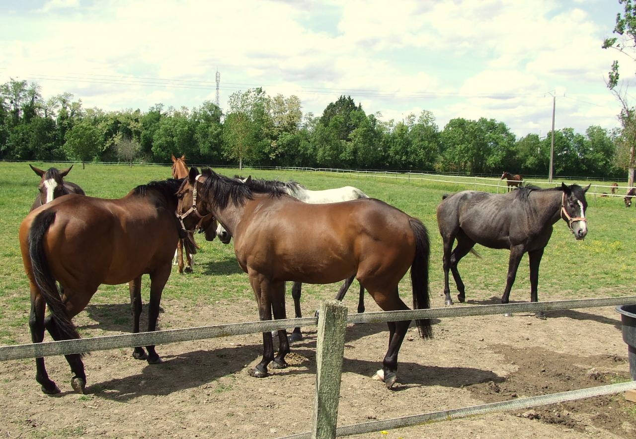 Arveyres, le haras des Faunes