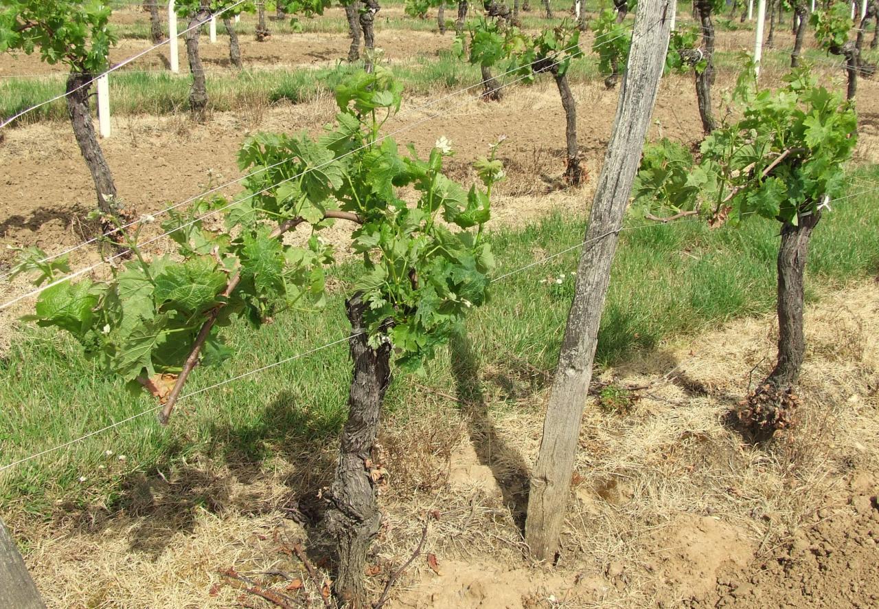 Arveyres, quelques jeunes plans de vigne