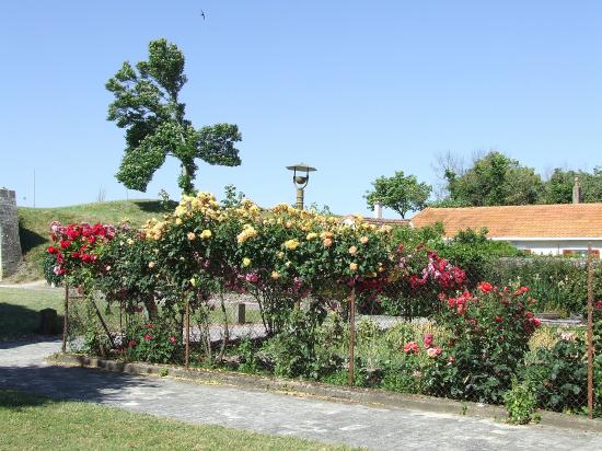 Brouage, c'est un véritable mur de roses.