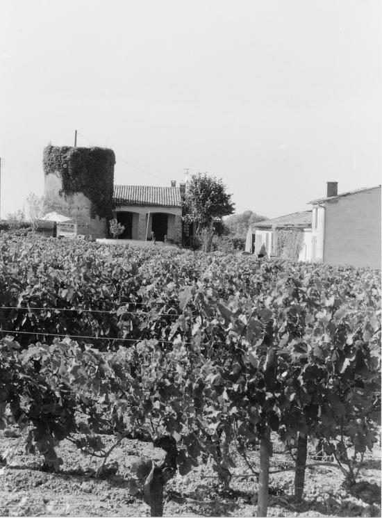 Saint-Emilion, revêtu de lierre, un ancien moulin.