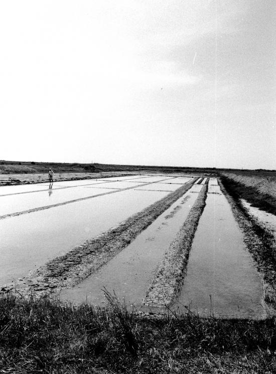 Loix, des marais salants.