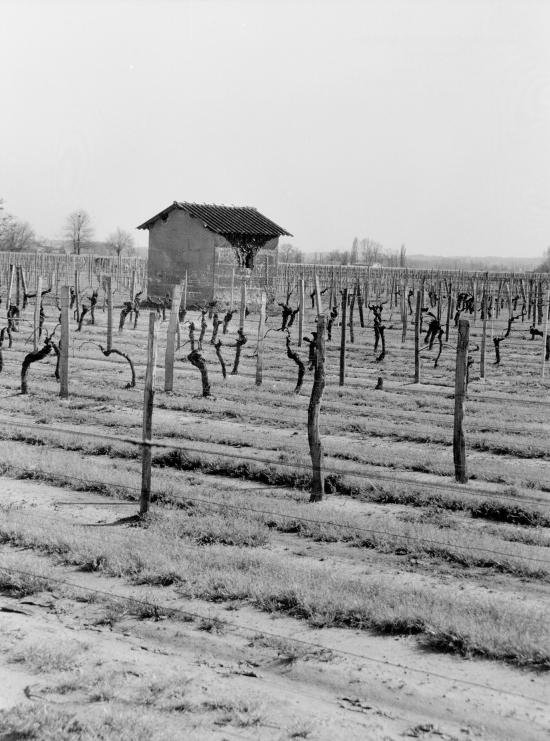 Vignonet, une cabane de vigne.