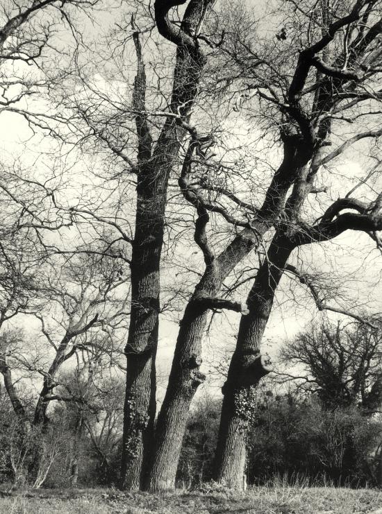 Arveyres, la Commanderie, des arbres