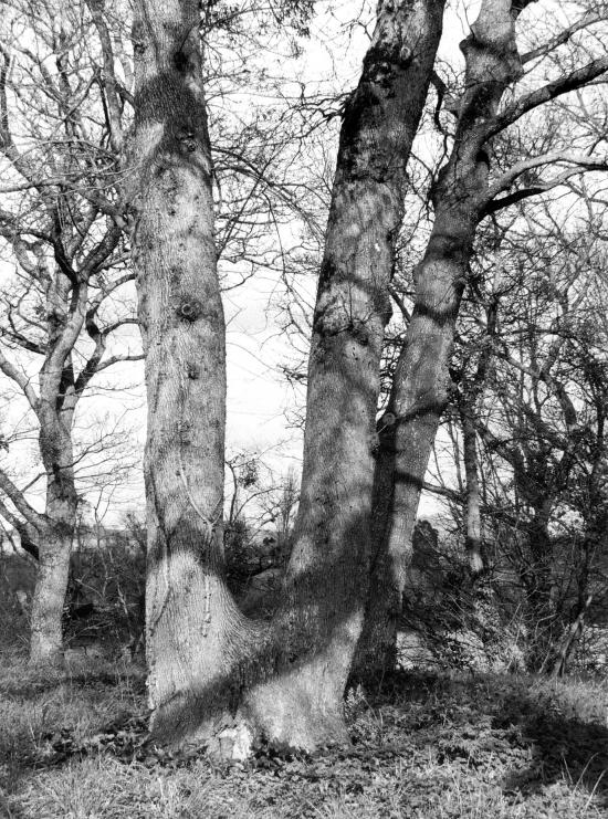 Arveyres, encore les arbres de la Commanderie des Templiers