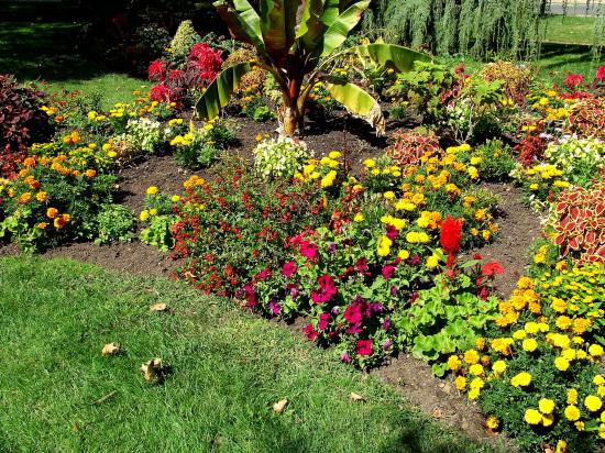 Le square, magnifique parterre de fleurs.