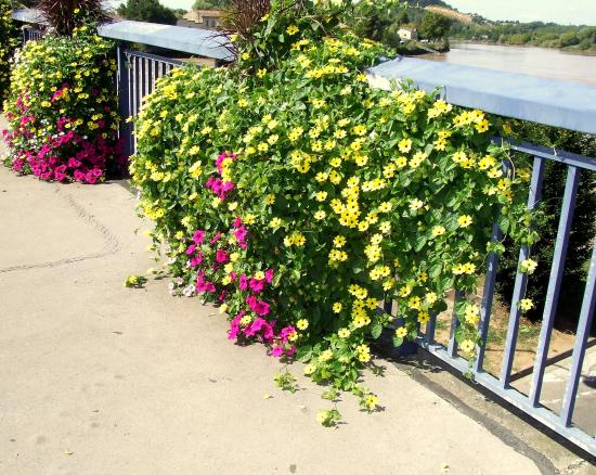 Sur le pont, un ensemble de vasques fleuries.