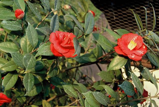 roses et camélia