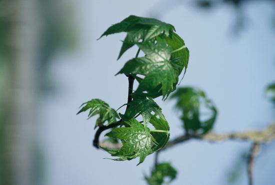 quelques feuilles