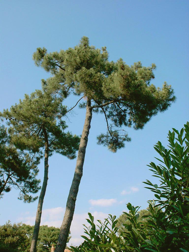 St.Brévin-les-pins en Loire-Atlantique, des pins